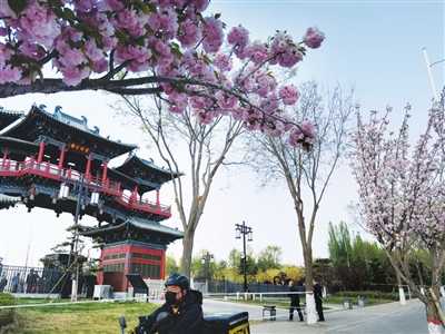 一起來南內環東街“櫻花大道” 共赴櫻花的“約會”