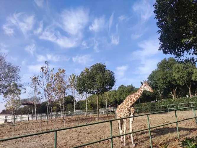 早春三月春暖花開 市民逛動(dòng)物園植物園有更多優(yōu)惠