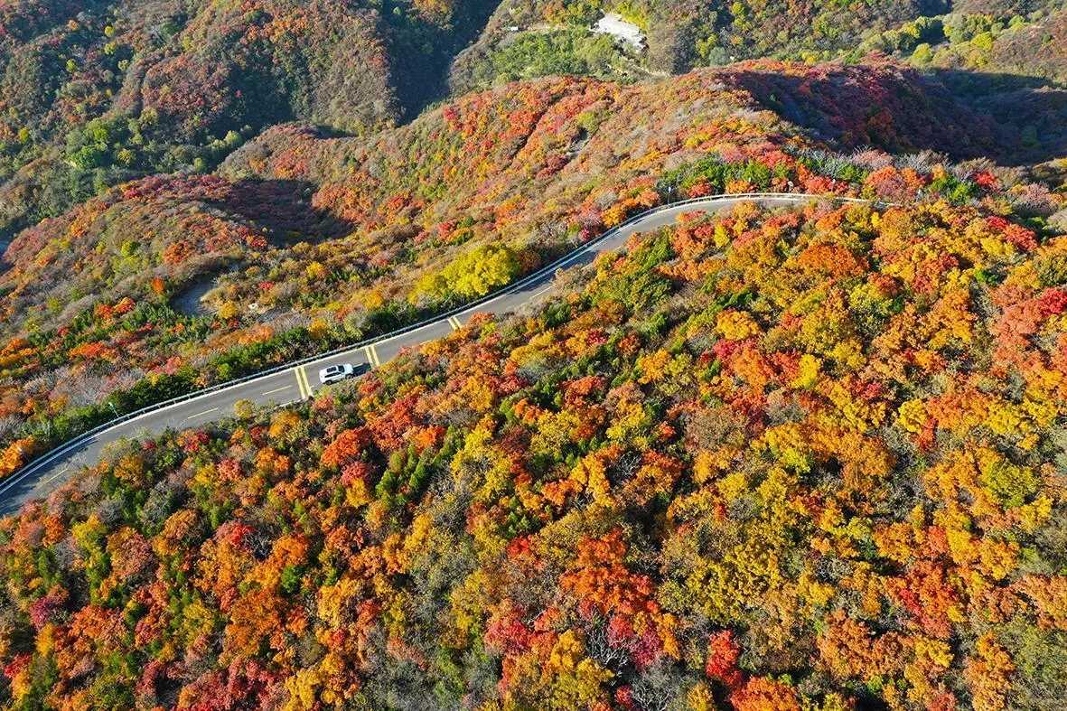 龍山太山紅葉文化節啟動 看西山紅遍 品晉陽文化